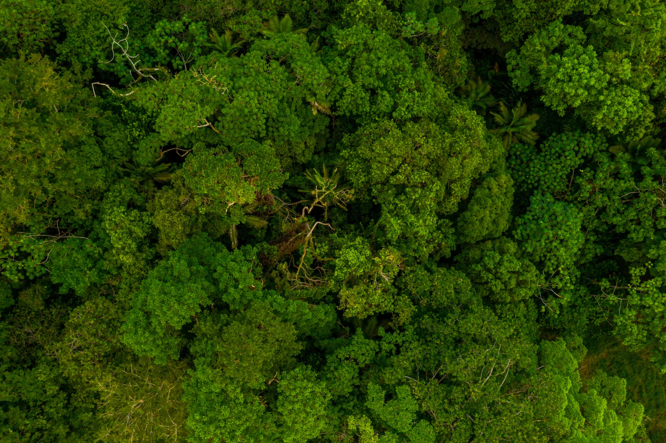 Sinharaja Rain Forest